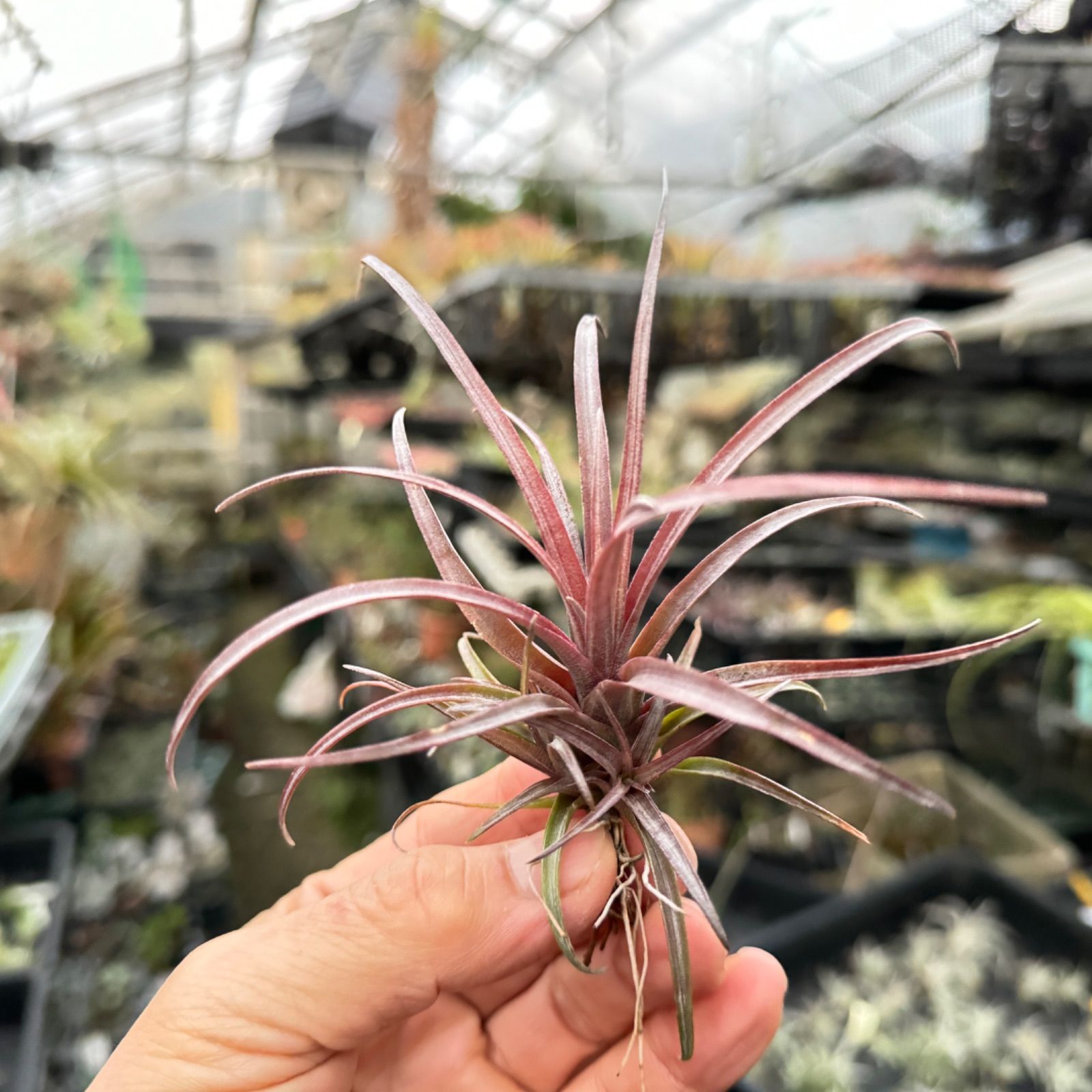 チランジア カピタータ ドミンゲンシス Tillandsia capitata var. domingensis＊エアプランツ＠フラワーショップ江口  - メルカリ