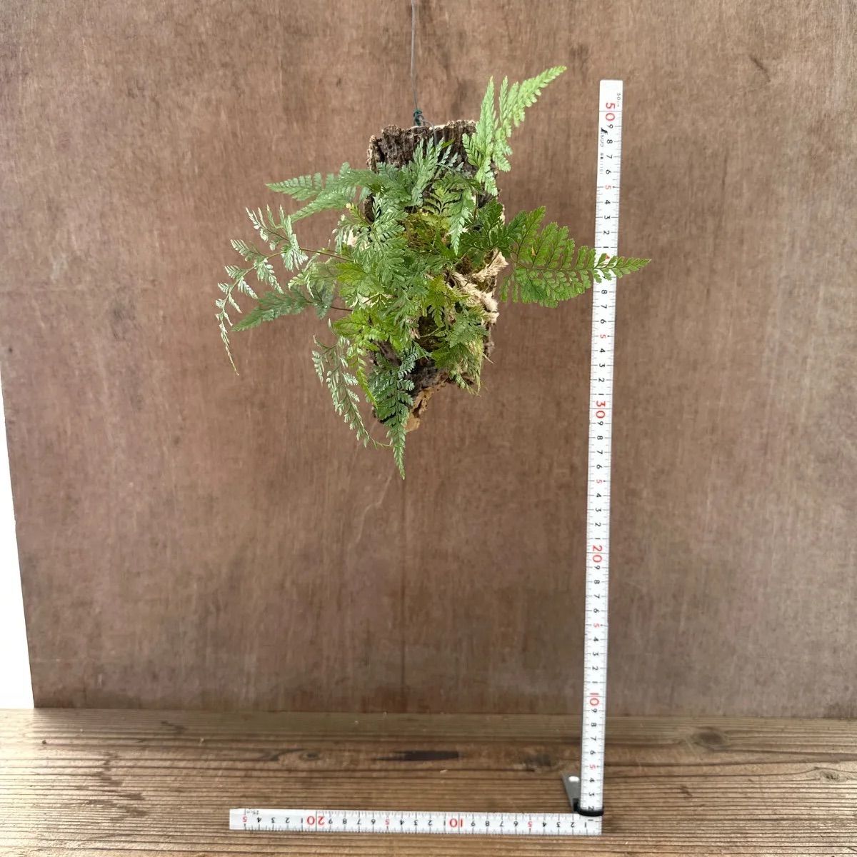 トキワシノブ ⑦コルク付け Humata tyermannii Bear's foot fern 羊歯