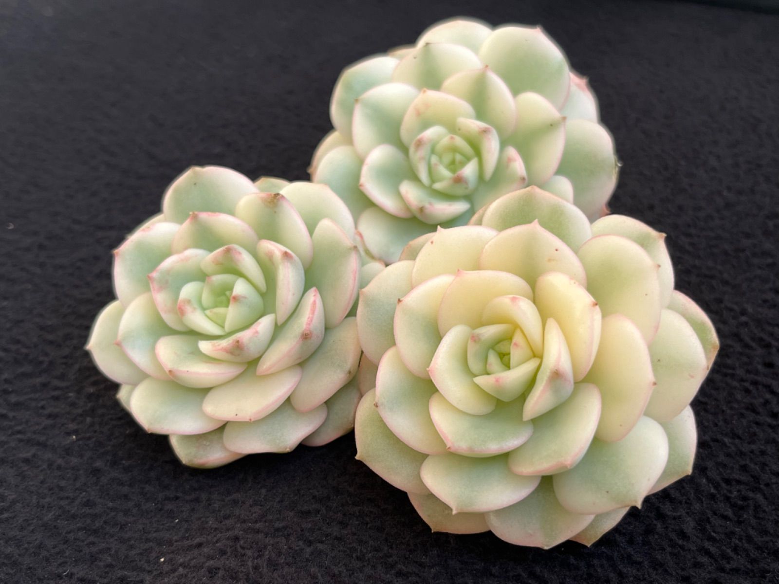 ☆多肉植物 ニクサーナ錦 エケベリア 韓国苗☆ - メルカリ