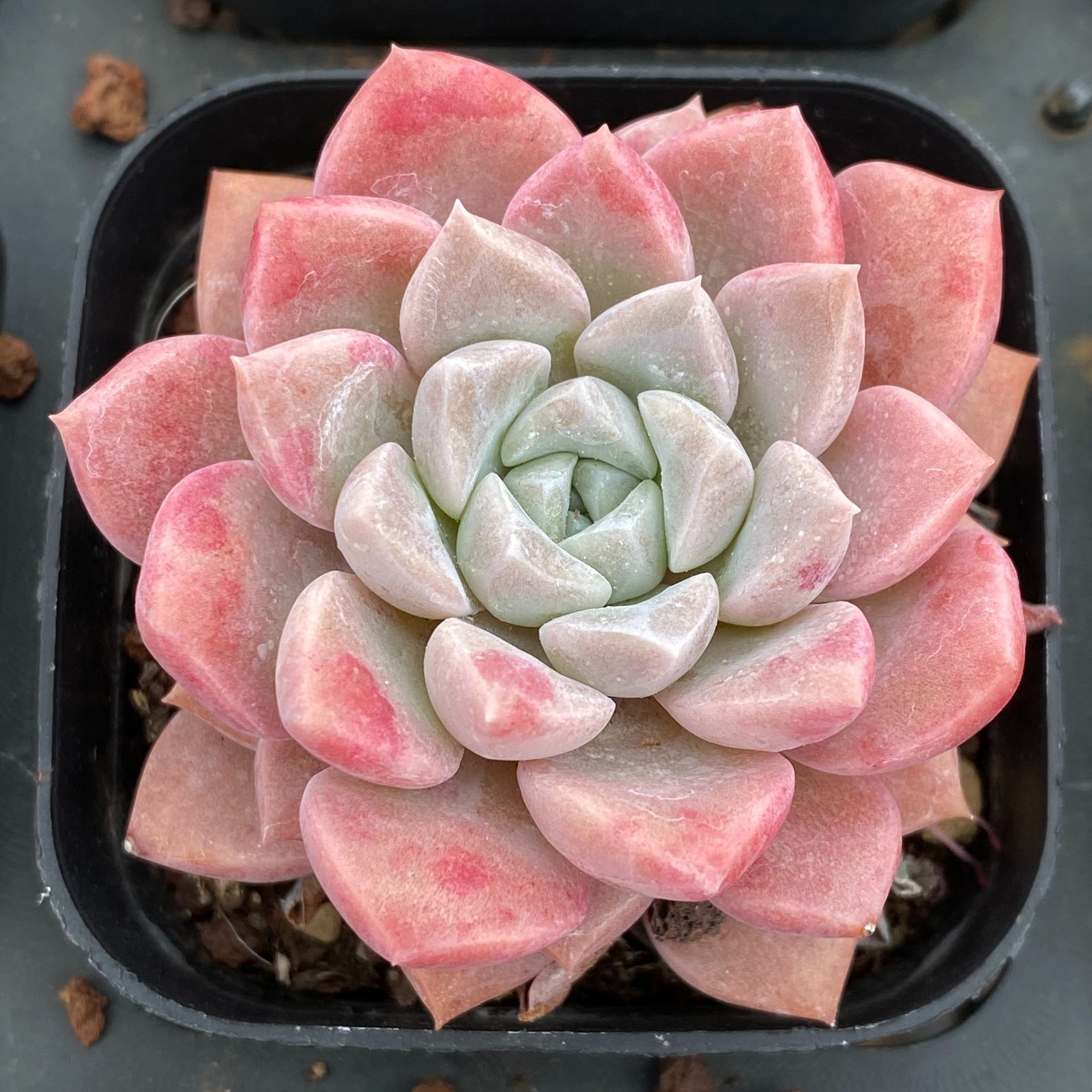 LB1324×50 ハクロ 抜き苗 多肉植物 アエオニウム エケベリア