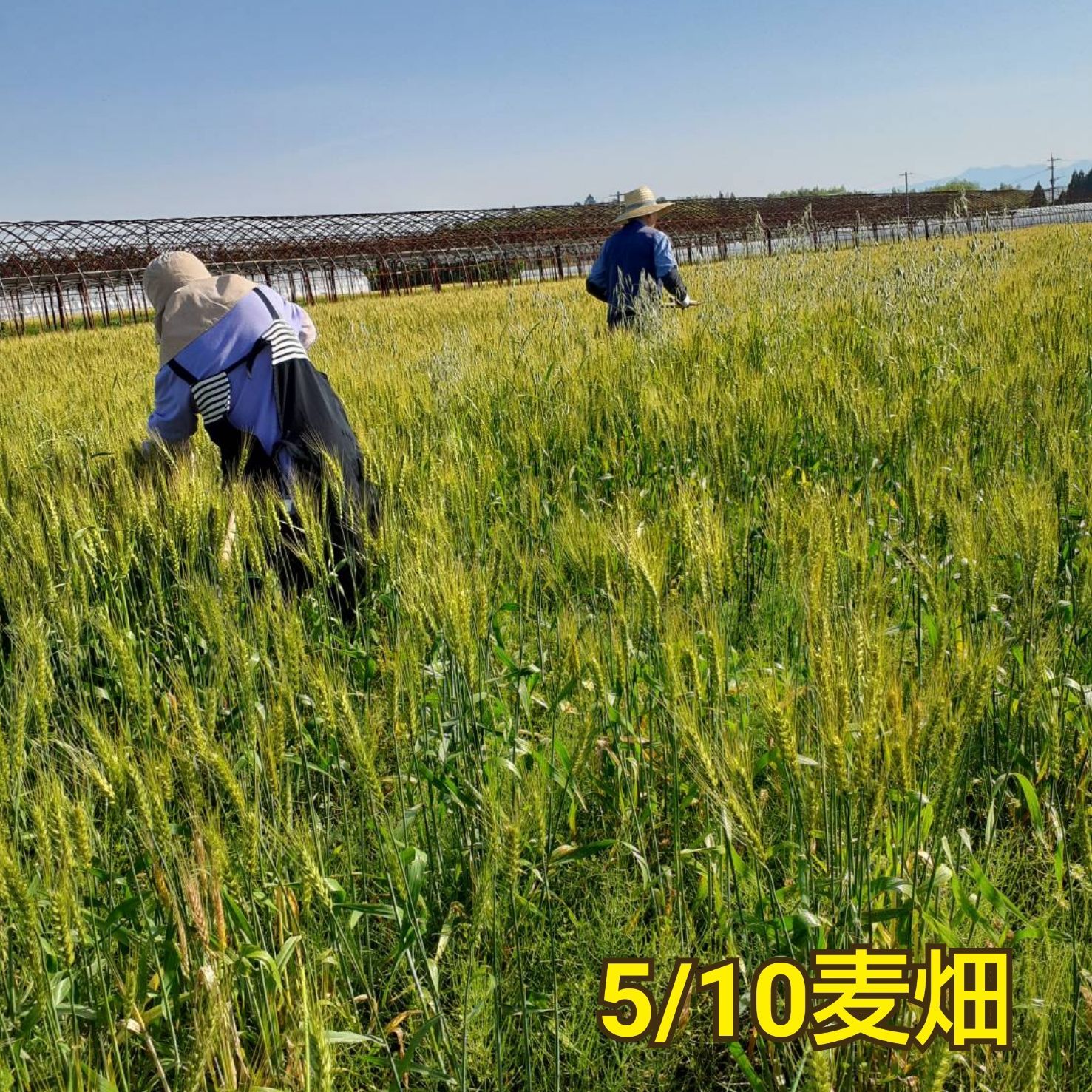 自然栽培 水車挽き中力粉 8kg オンライン 熊本県産 自然栽培 水車挽き