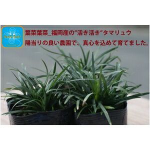 産地直送 とっても元気なタマリュウ 玉竜 2.5号 120ポット 約3平方メートル分