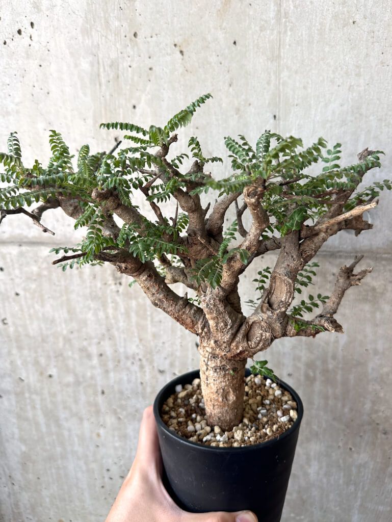 現品限り】ボスウェリア・ネグレクタ 現地株 発根済み 2ヶ月管理【AA38