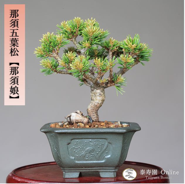 小品那須五葉松盆栽 10-2 盆栽WEBカタログ | 北関東盆栽組合