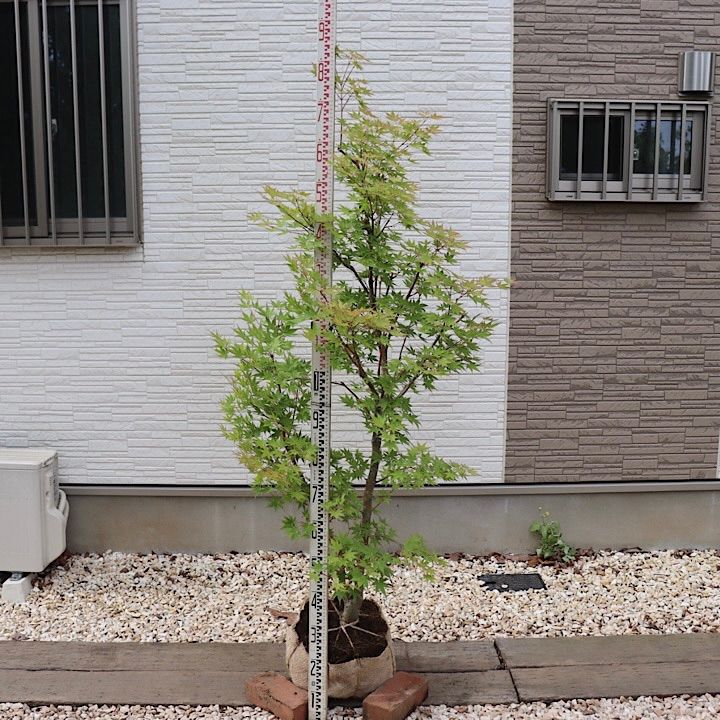 抜根・植え付け費込】サンゴモミジ サンゴカクモミジ - メルカリ