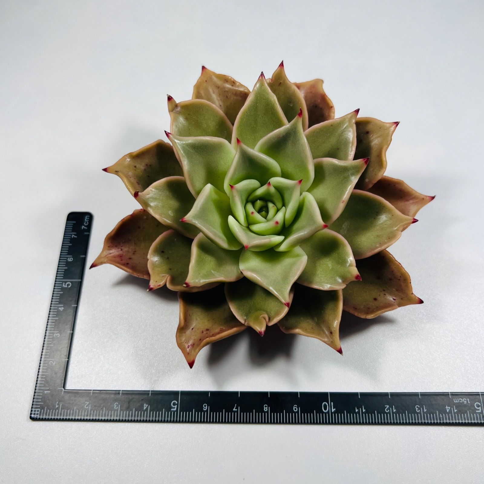 スリラーパール(大苗)◎多肉植物 カット苗 韓国苗 エケベリア等