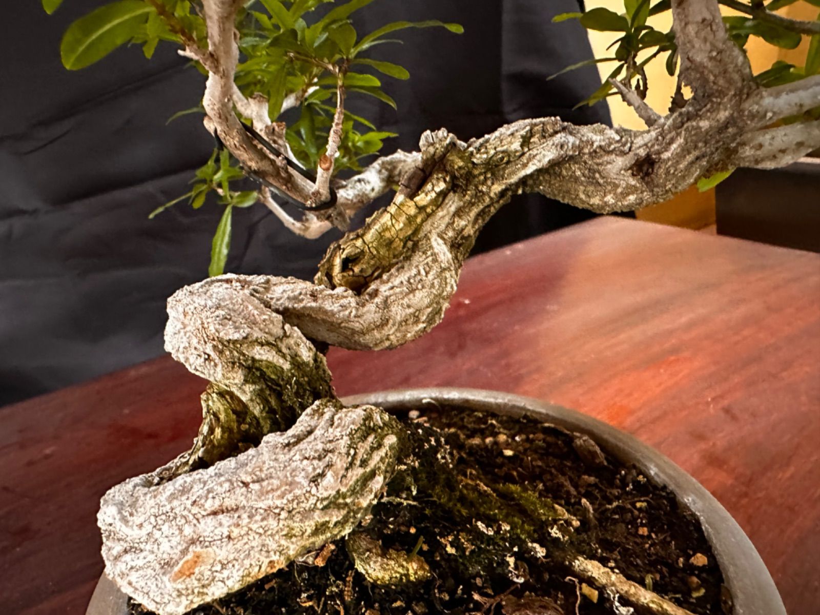 三河盆栽　ネジカンザクロ　盆栽 三河盆栽 ネジカンザクロ 盆栽 ミニ盆栽 ネジ幹ザクロ no.154