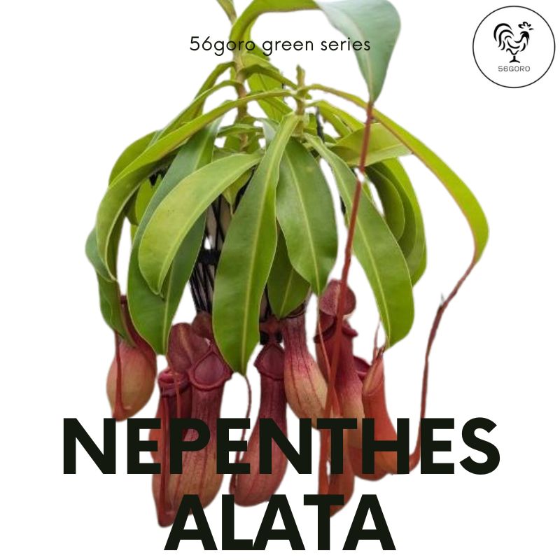 プレシャスメモリーズ プレメモ ダンまち ヘスティア 金サイン 03-003a