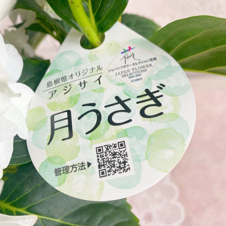 ギフト】島根県産 紫陽花 アジサイ 月うさぎ 底面給水 5号 プラ鉢