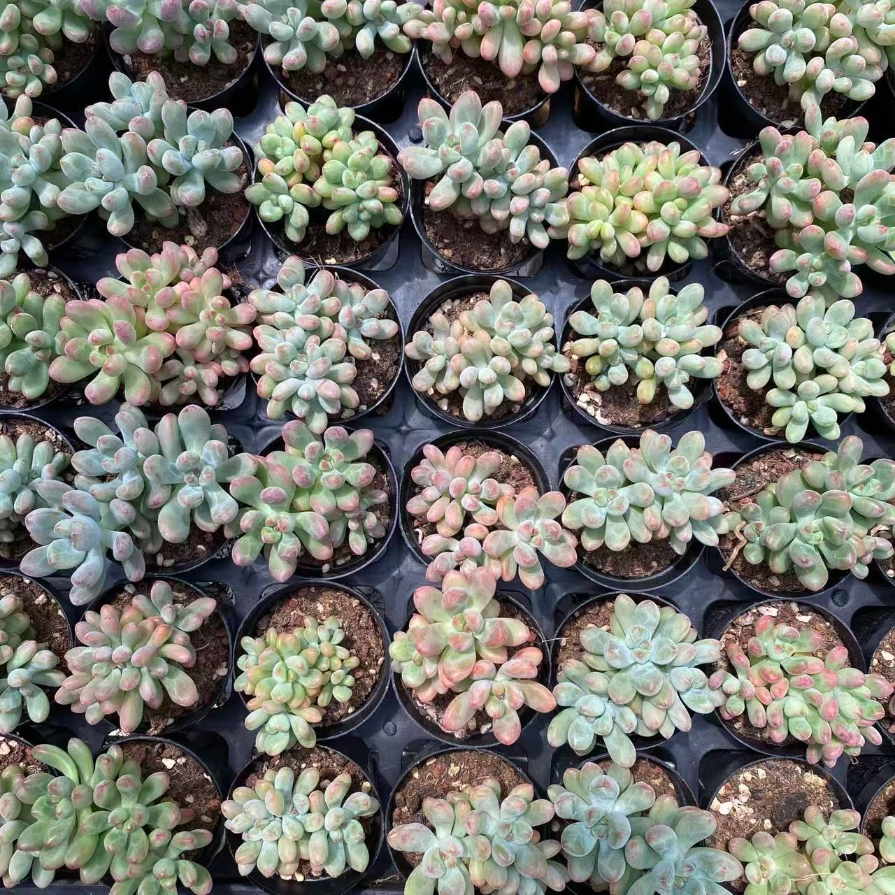 ZM1642コトム 韓国苗 多肉植物 抜き苗 エケベリア 即購入可 - メルカリ