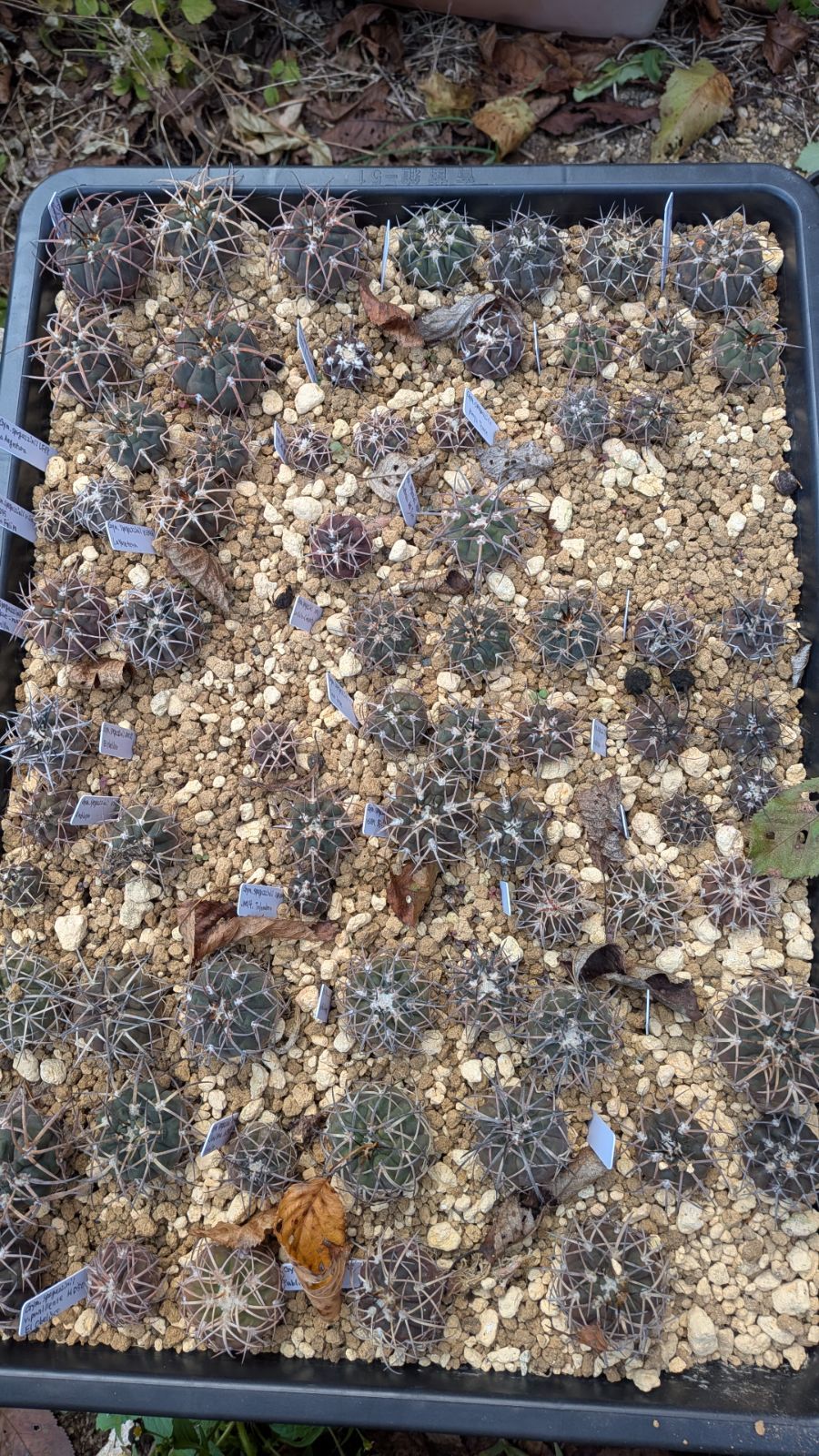 100苗以上セット