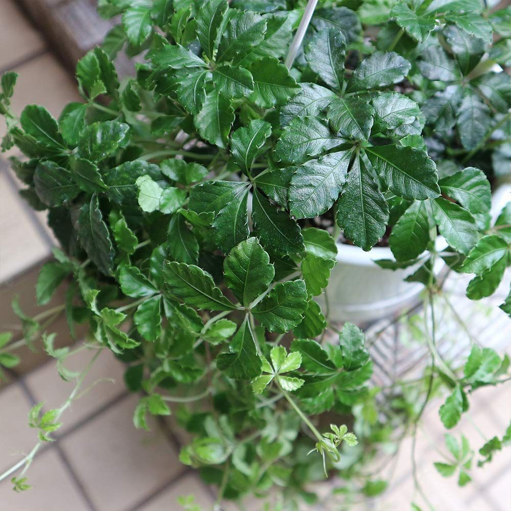 爽やかな常緑つる性植物で ブドウの仲間です