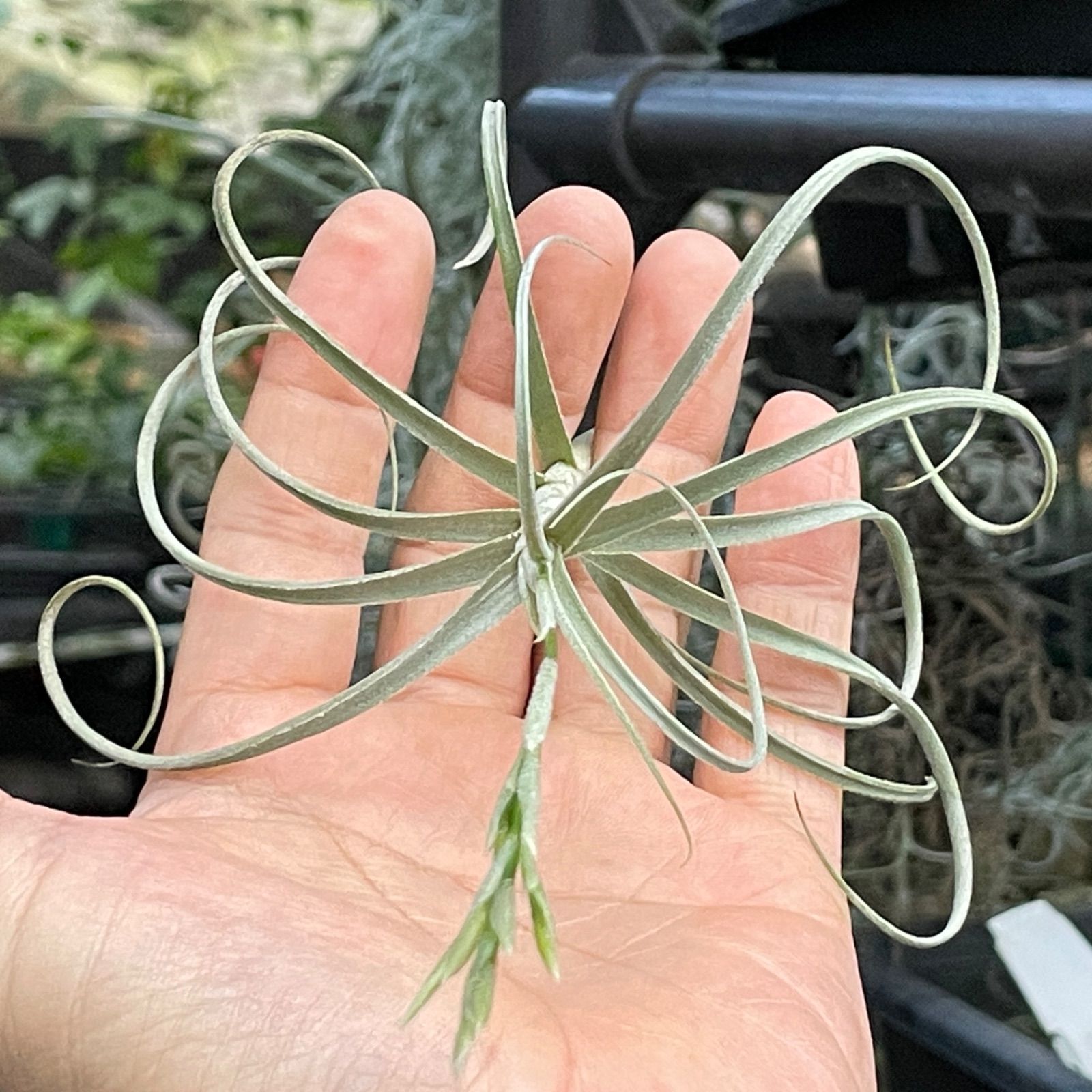 チランジア ウォンガ Tillandsia Wonga (マレモンティー