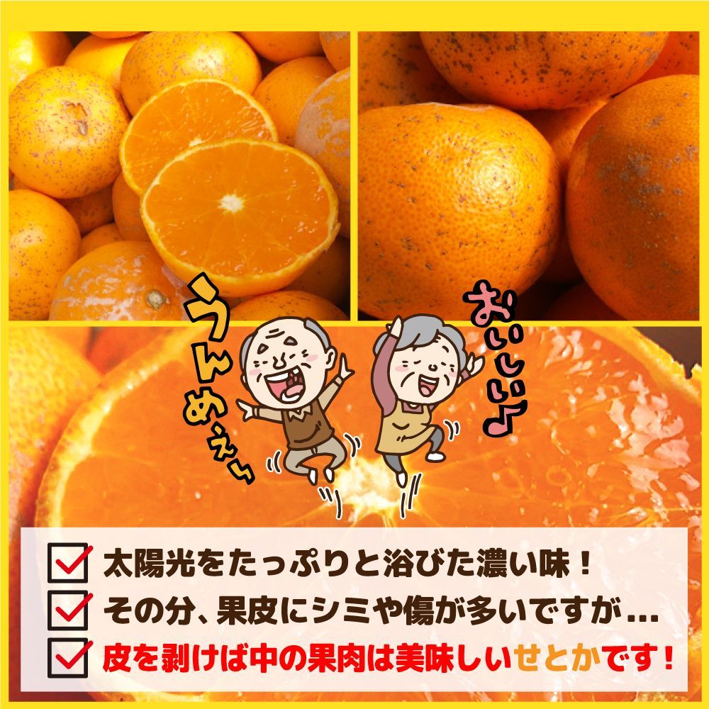 みかん 愛媛産 特に訳あり せとか 箱込2.0kg（外皮の傷・シミ多め）（2月中旬～ご注文順に順次発送）※沖縄・離島・北海道は発送不可