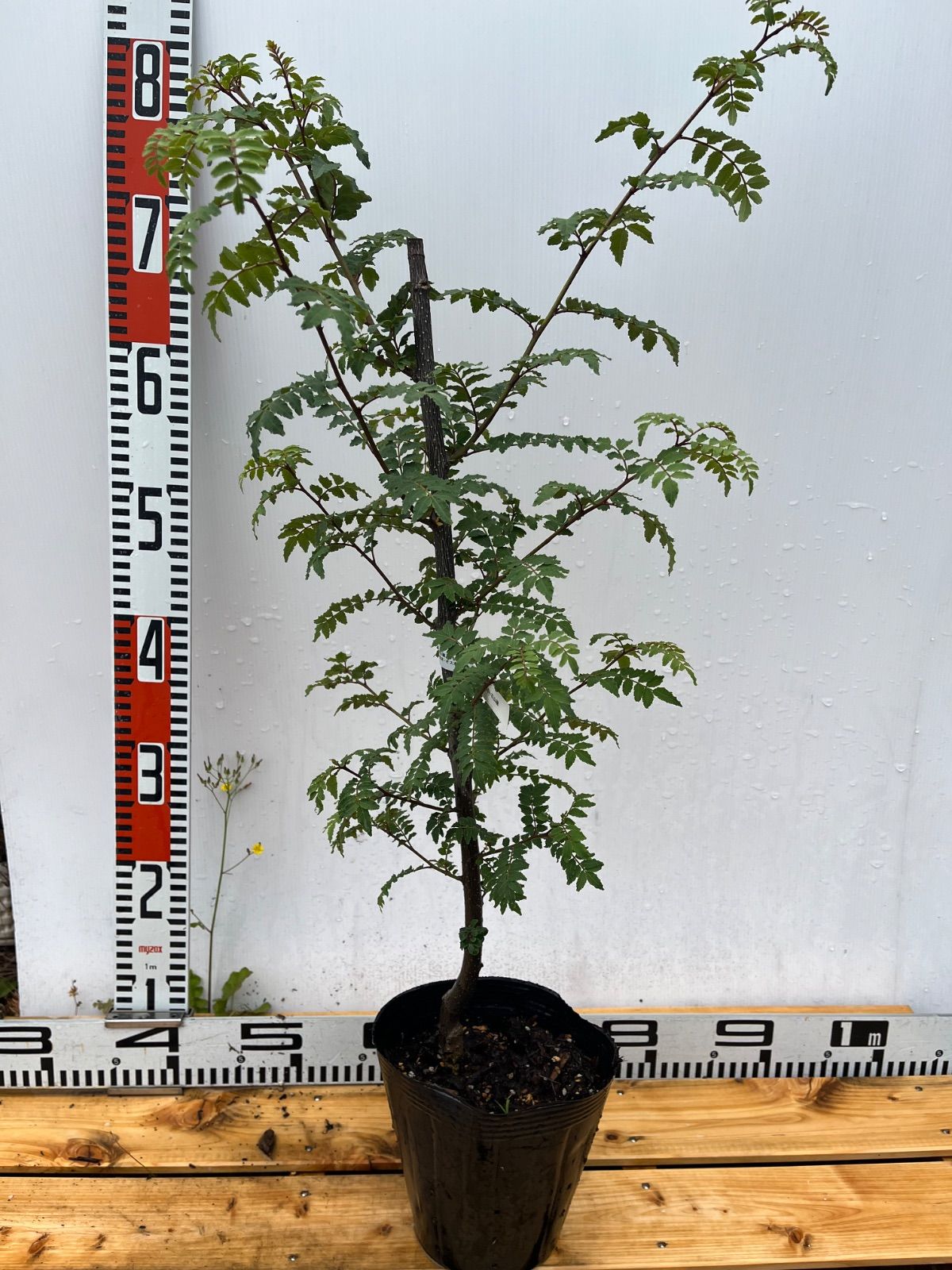 斑入りモンステラデリショーサカップケーキ 工場