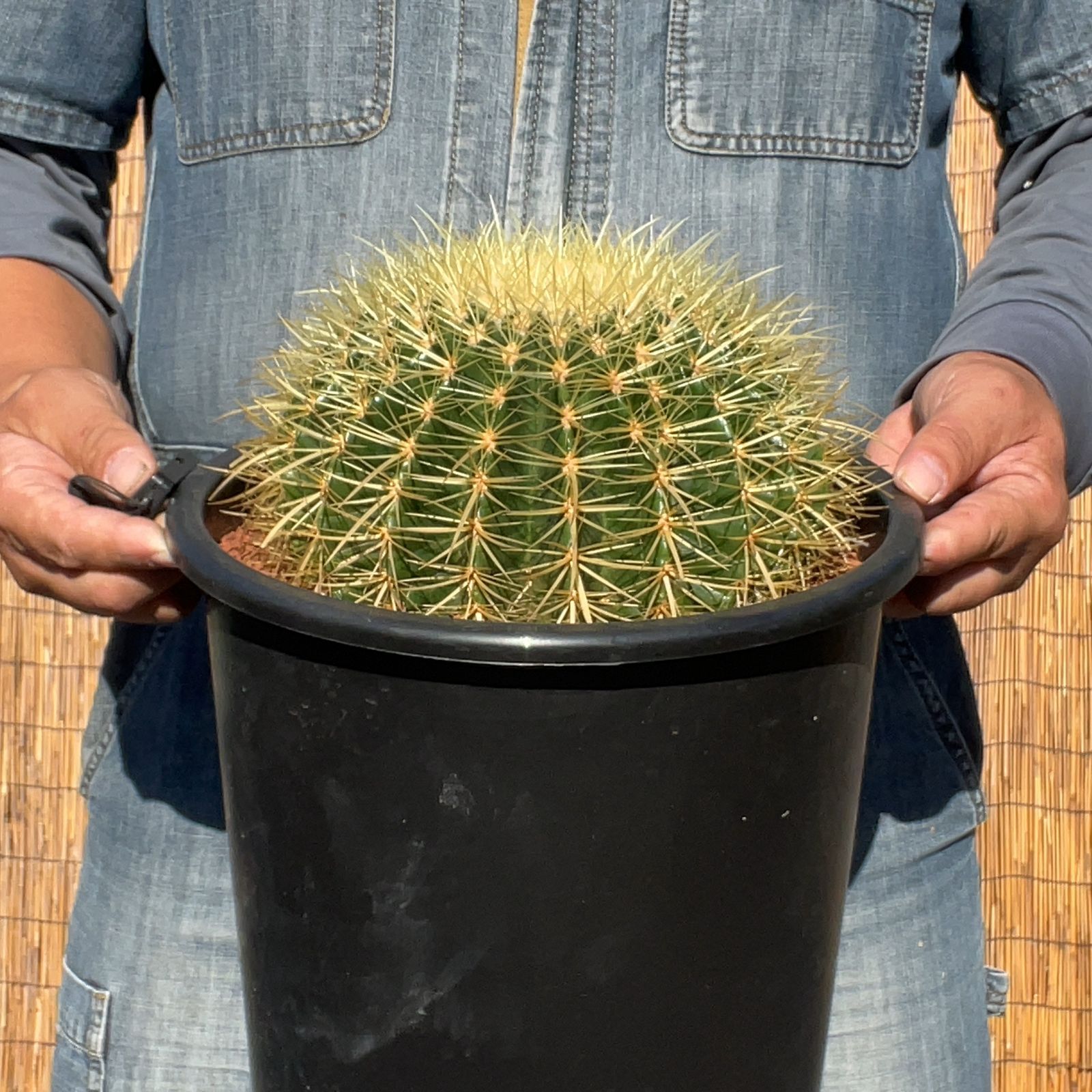 【鉢ごと発送】サボテンの王様！金色サボテン / 金鯱（キンシャチ）Golden barrel cactus / 8号 黒鉢【現品】M24-11-5-02