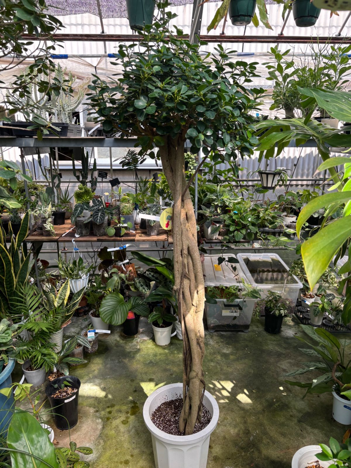 パンダガジュマル 尺鉢 引き取り限定 フィカス ゴムの木 可愛い