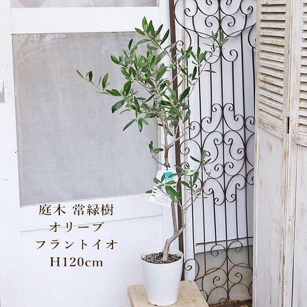 現品販売 常緑苗木 実付き オリーブ フラントイオ 6号 高さ120cm 送料無料 ナチュラル 育てやすい