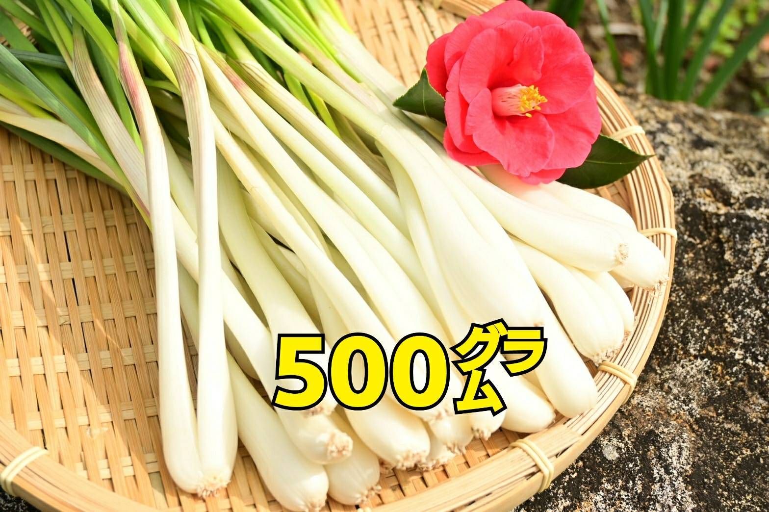 島らっきょう！500㌘！ 仕上げて発送！手仕事の極みの一品！ご堪能あれ