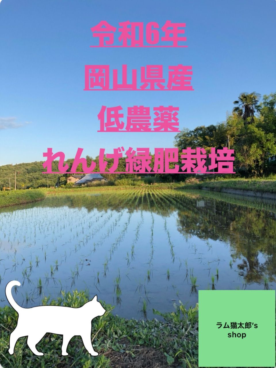 令和6年岡山県産 低農薬『れんげ緑肥栽培』『朝日米』 玄米20㎏『総重量梱包材込』送料無料 - メルカリ