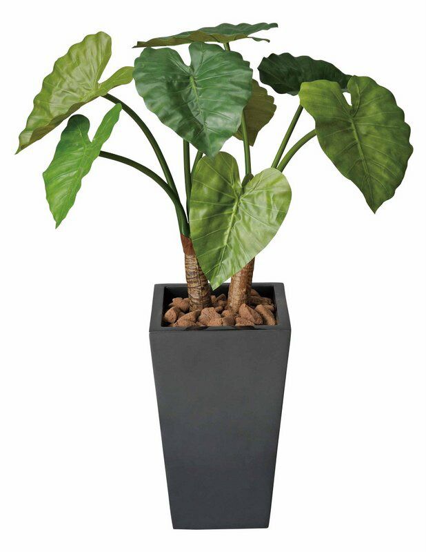 光触媒観葉植物 くわず芋90〔フロアタイプ(ハイサイズ)〕/光触媒 観葉植物 ウンベラータ フェイクグリーン 花 胡蝶蘭 開店祝い 開業祝い 誕生祝い 造花 アートフレーム おしゃれ 飾る 5Lサイ