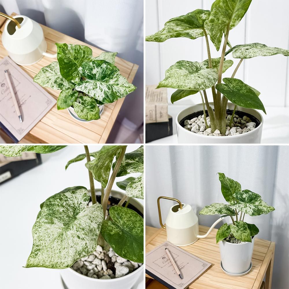 アロカシア4種類セット＋カラテア　オルビフォリア　鉢皿付き アロカシア4種類セット＋カラテア オルビフォリア 鉢皿付き