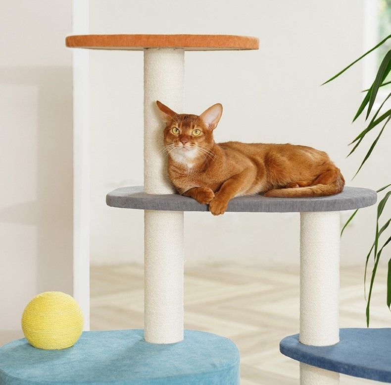 小型猫 中型猫