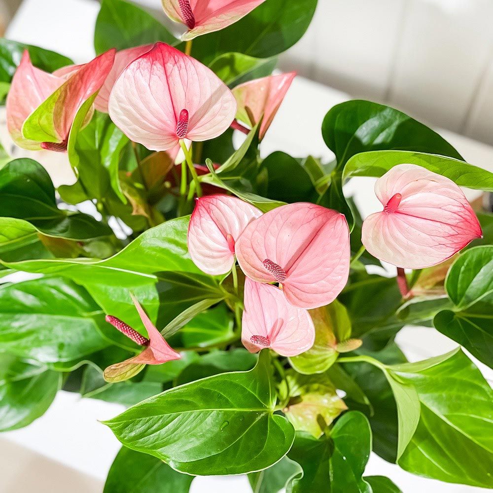 K*様 アンスリウム ミスティック A88 アンスリウム ミスティック A88