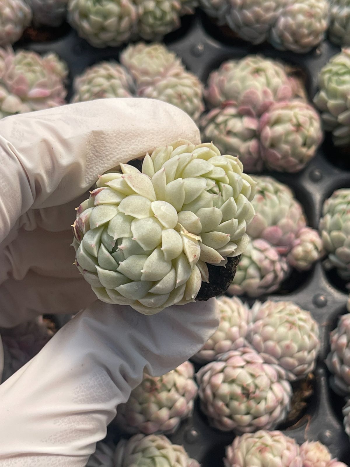 105株 S77-4 多肉植物 エケベリア ラノリン 超美苗 サボテン 観葉植物