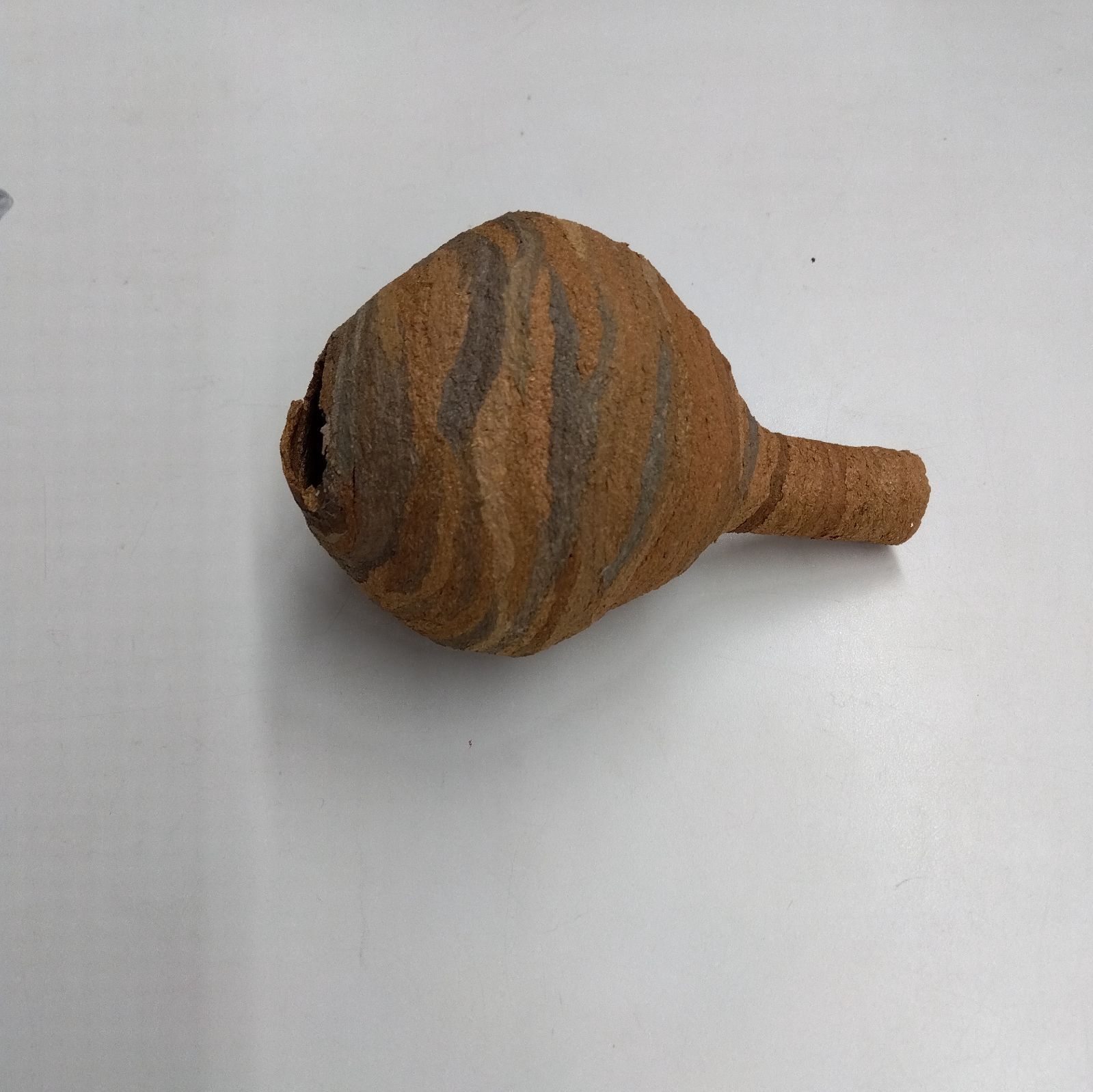 スズメバチの巣 初期 とっくり型 蜂の巣 - メルカリ