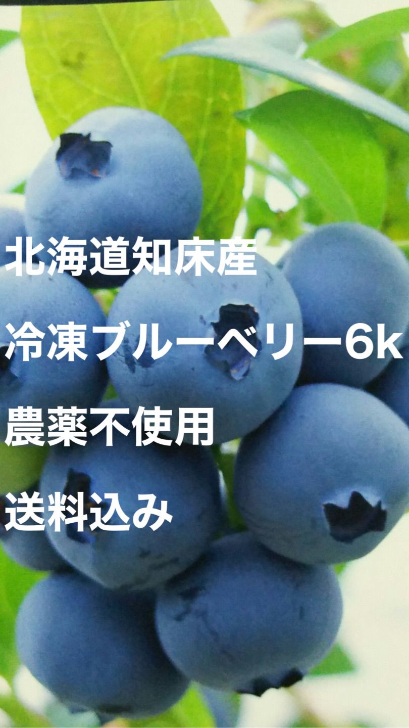 北海道知床産冷凍ブルーベリー6k library.umsida.ac.id