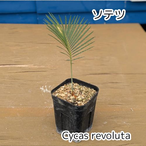 抜き苗発送】実生苗 ソテツ 蘇鉄 Cycas revoluta 2025-5-23-cr1 - メルカリ