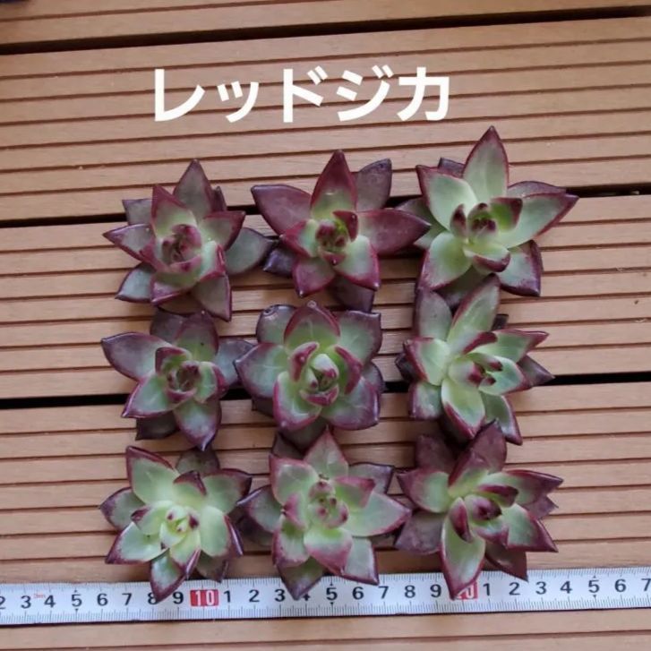 多肉植物『レッドジカ』9苗セット 韓国 - メルカリ