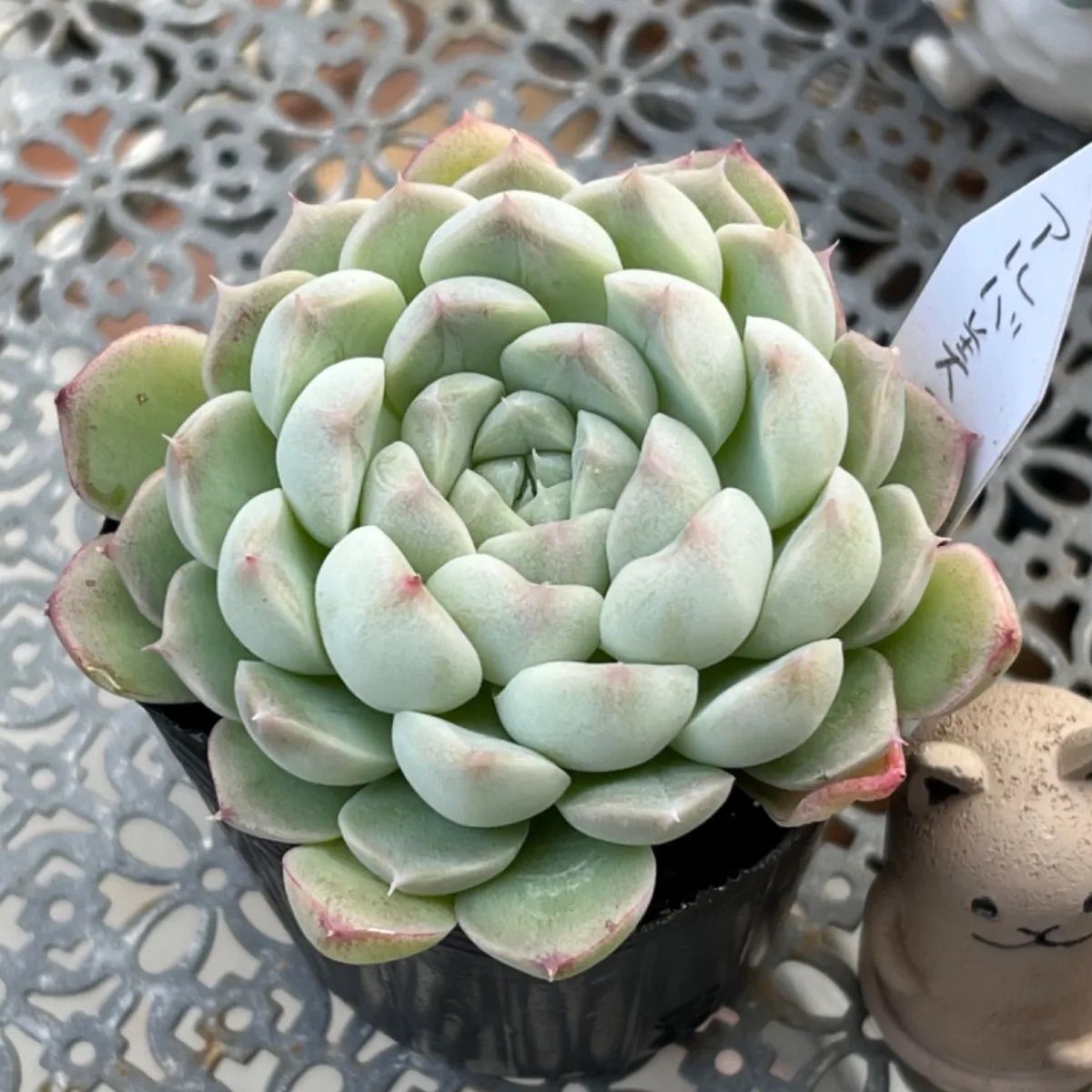 アルバ美尼 抜き苗 多肉植物 多肉植物 ☘️ アルバ美尼 抜き苗 アルバ美尼 抜き苗 多肉植物 多肉植物 ☘️ アルバ美尼 抜き苗