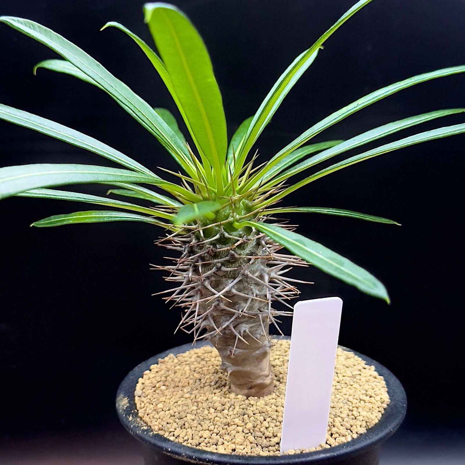 パキポディウム ラメリー 実生 抜き苗で発送 1 - メルカリ