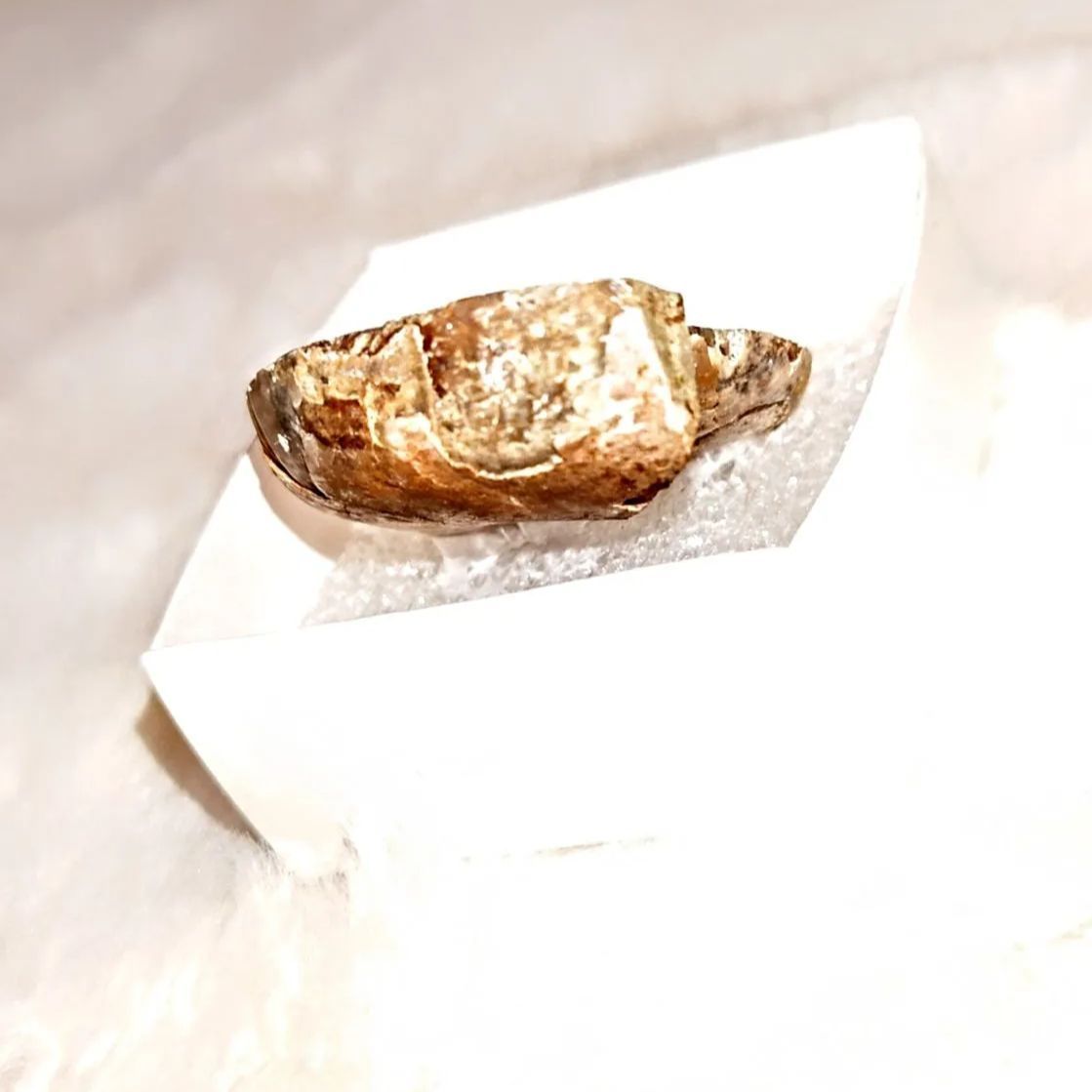 アンモナイト　遺品整理 バキュリテス・アネトケラス アンモナイトの祖先に近縁な頭足類