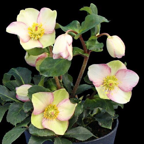 完全生産者限定品クリスマスローズ　氷の薔薇シリーズ　ピコティ ５号鉢 【開花鉢でのお届けは11月中旬～3月中旬頃まで】