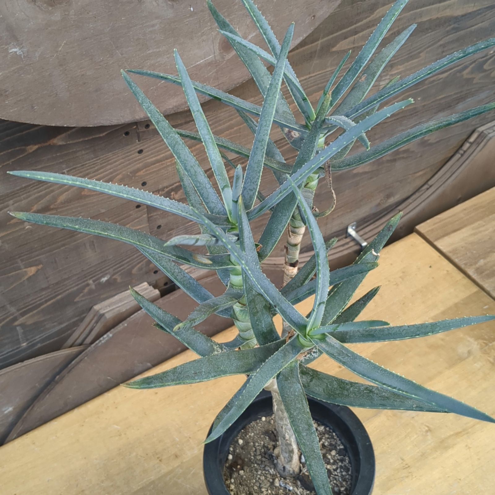 アロエ ラモシシマ 【 現品発送 】早いもの勝ち 鉢のまま発送