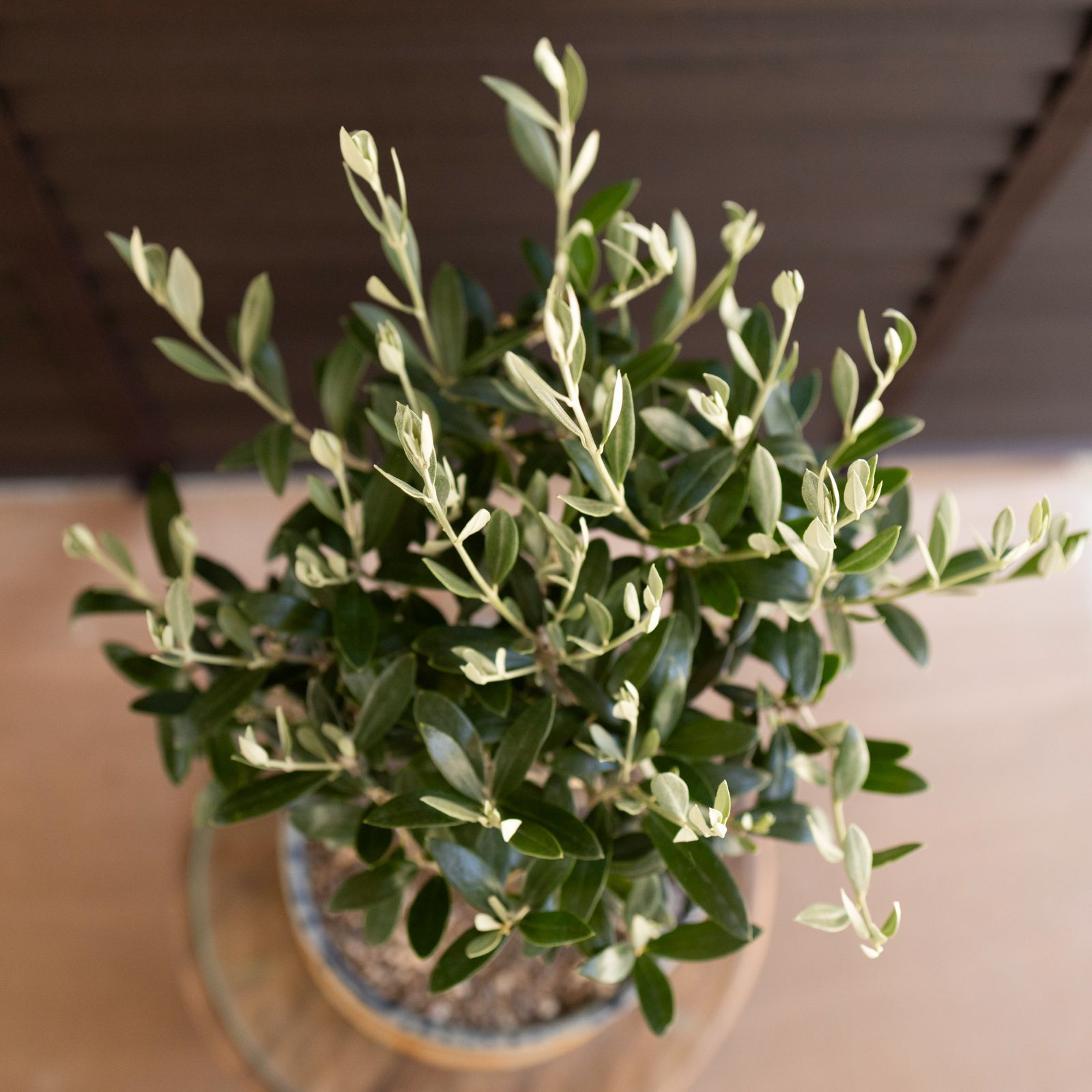 創樹 オリーブ Olive セントキャサリン 6号 陶器鉢 盆栽 SOUJU St