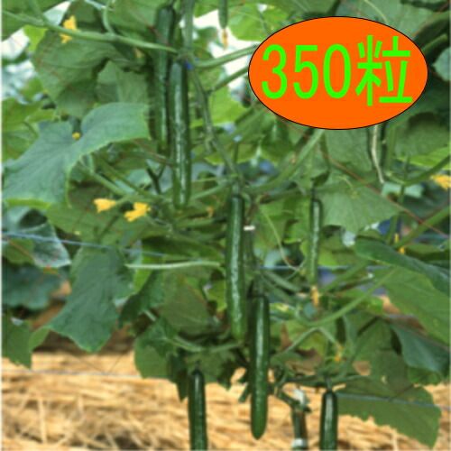 入荷次第出荷 カネコ種苗 ほっきこうJP 350粒