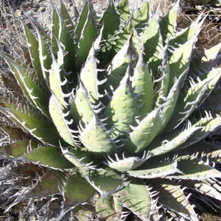 種子10粒】アガベ ホリダ ペロテンシス 種子 - メルカリ