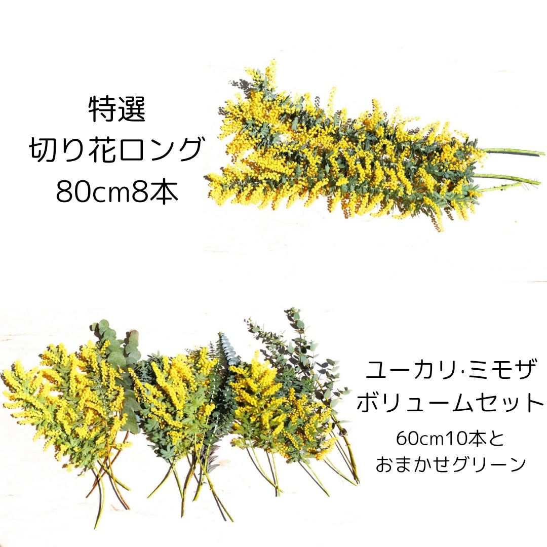 ミモザ切り花ロング