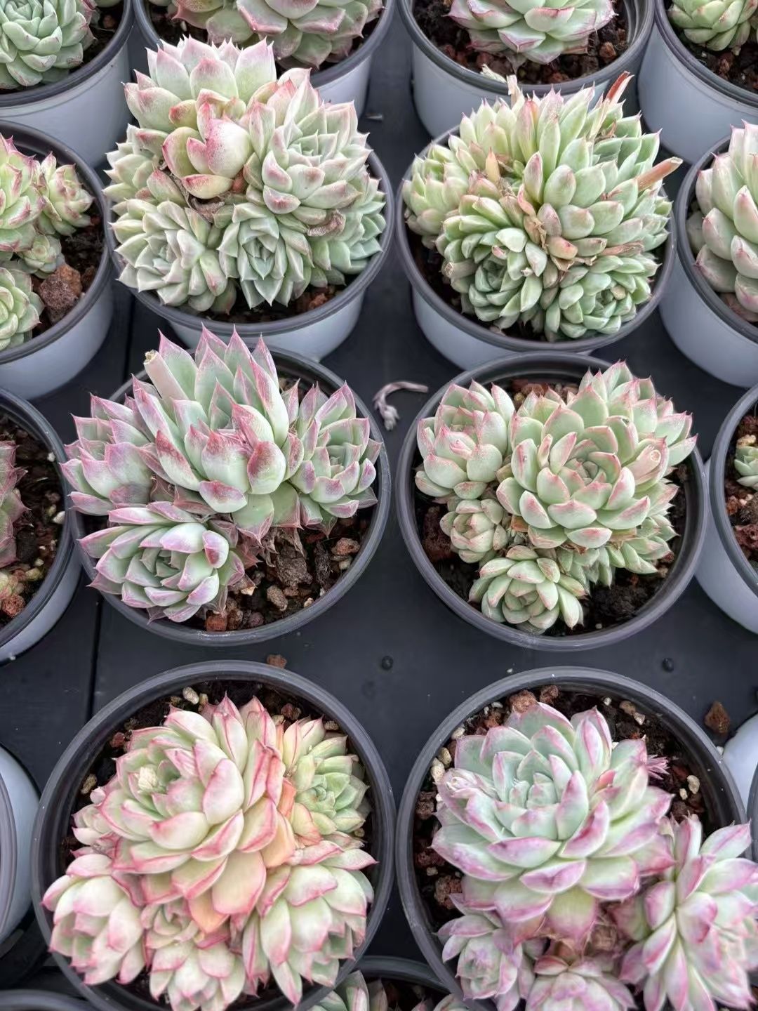 ZM1604×50 ピンクバタフライ 抜き苗 多肉植物 アエオニウム エケベリア