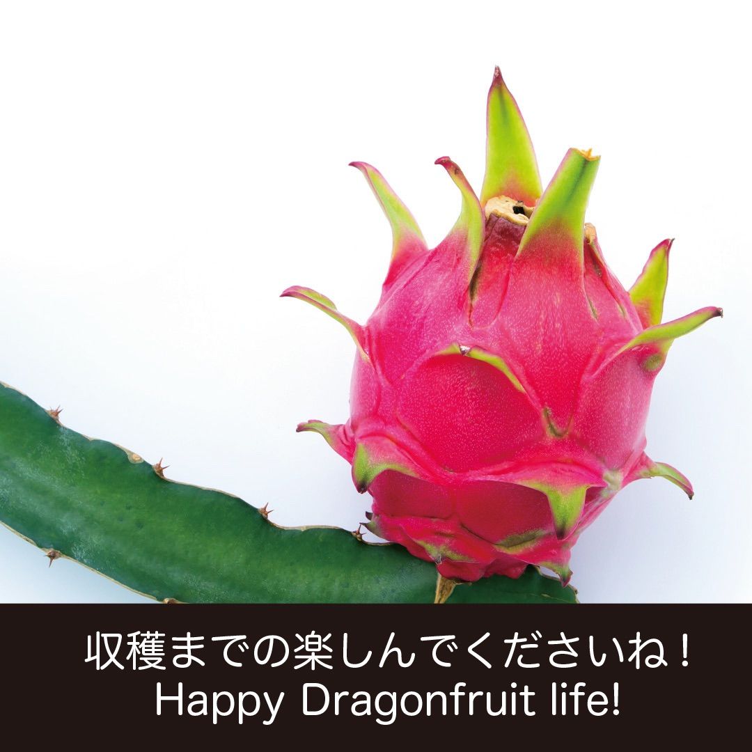 ドラゴンフルーツ苗 カット苗 5本 赤肉種 挿し芽 挿し木 赤果実 ドラゴンフルーツ苗 カット苗 5本 赤肉種 挿し芽 挿し木 赤果実