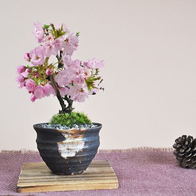盆栽鉢 陶磁器 陶芸 花器 極細工 美品 植木鉢 小品盆栽鉢 大品盆栽鉢 ミニ桜のつぼ鉢 ミニ桜のつぼ鉢 盆栽 ミニ桜のつぼ鉢【ミニ盆栽 陶器鉢