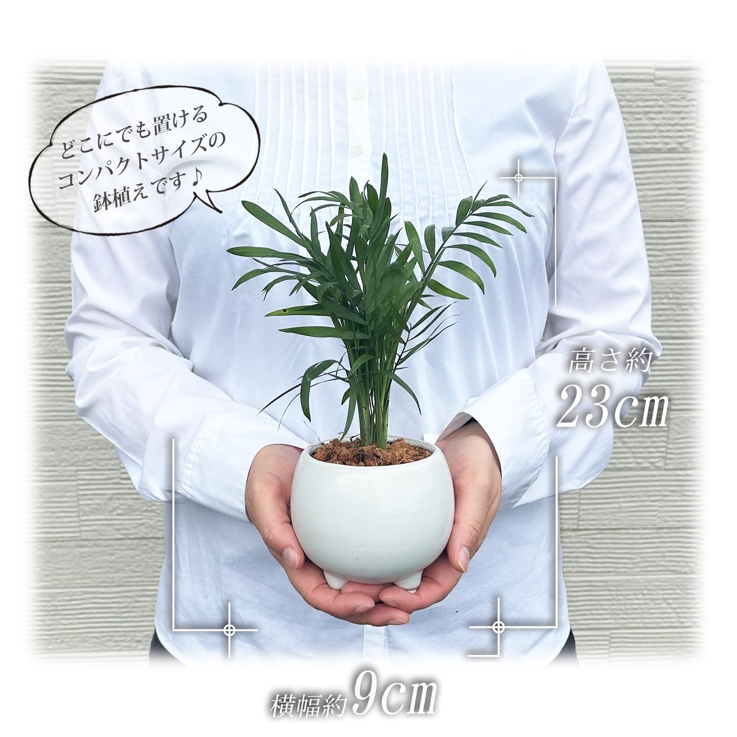 ヤシの木