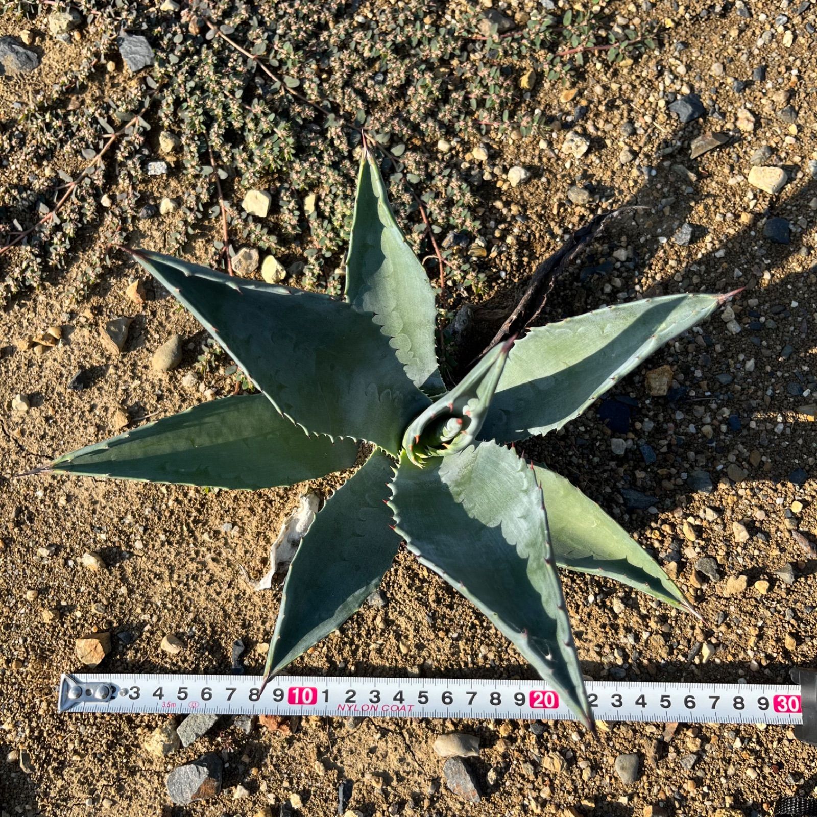 アガベ アメリカーナ 縞斑 カキコ2株 Agave アガベ アメリカーナ 錦
