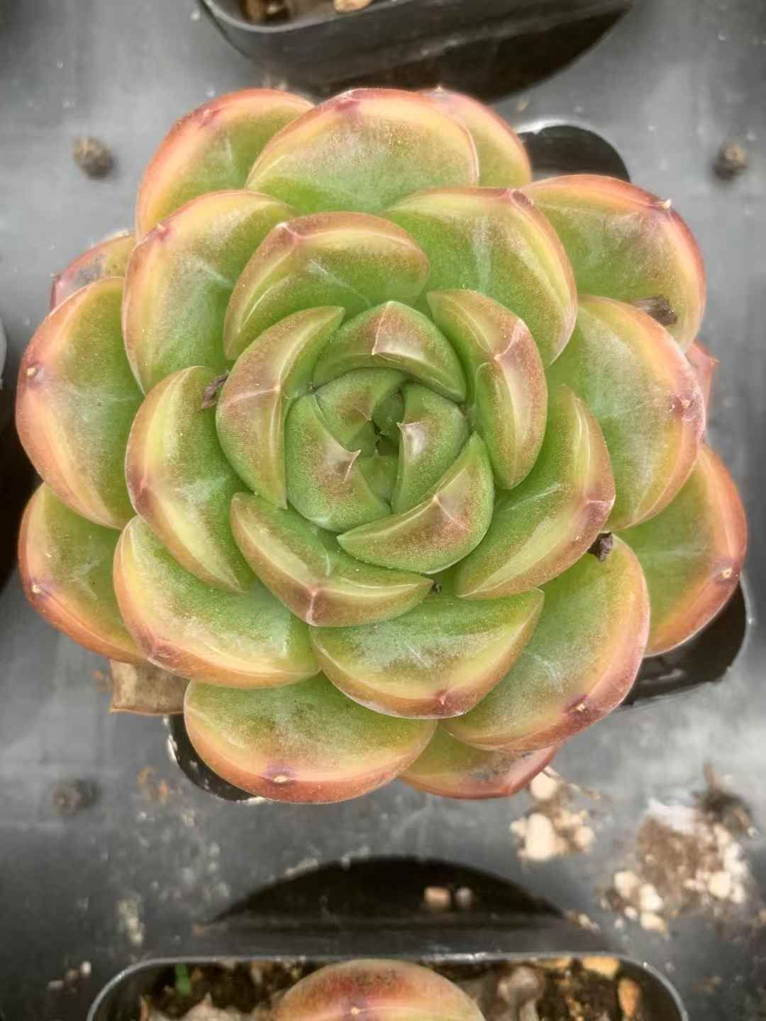 ラオキン 抜き苗