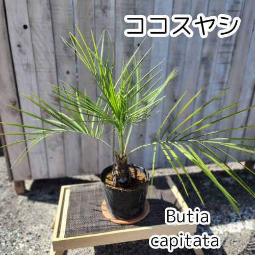ココスヤシ?鉢ごと