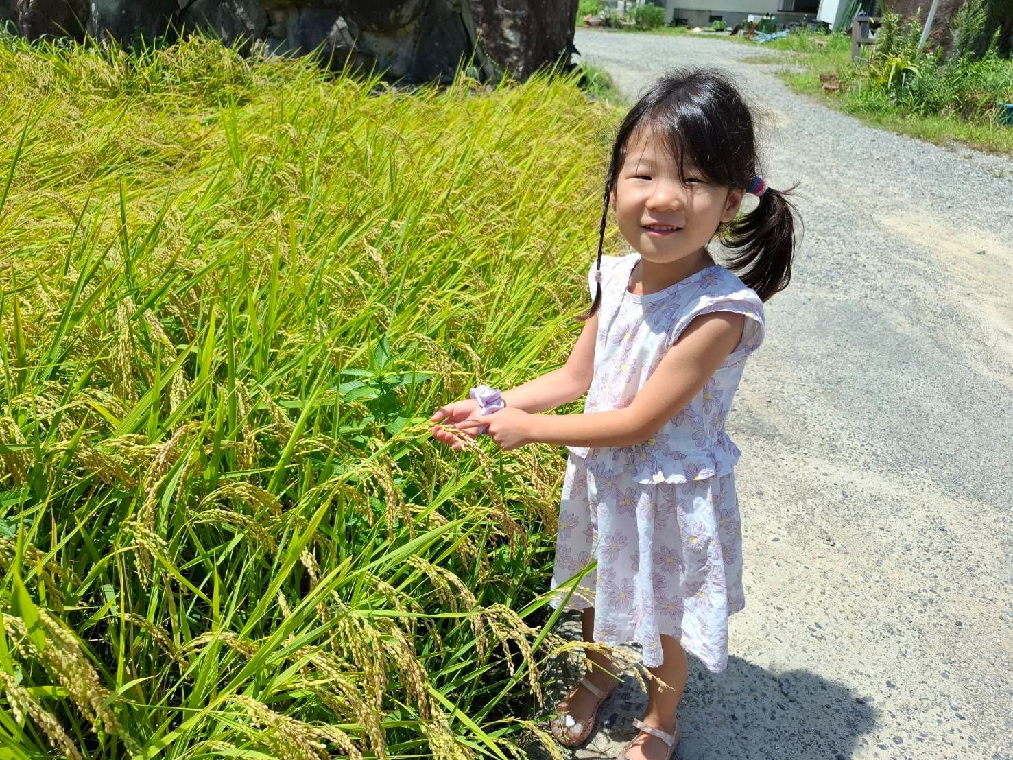 令和7年広島県産あきさかり精米９キロ み お米 農家直送 段ボール包装